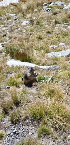 Animales en la casa vacacional o alrededores