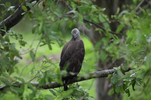 Animaux dans la maison d'hôtes ou à proximité