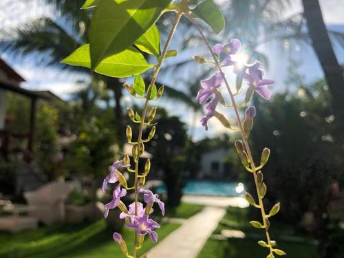 a close up of a purple flower in a yard at Hotel e Pousada La Dolce Vita in Canoa Quebrada