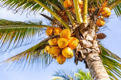 a bunch of bananas hanging from a palm tree at Villa Bella in Mahe