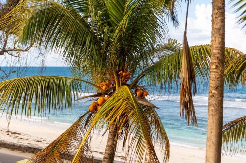 a palm tree on a beach with the ocean at Villa Bella in Mahe