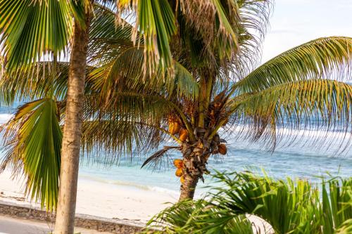 two palm trees on a beach with the ocean at Villa Bella in Mahe