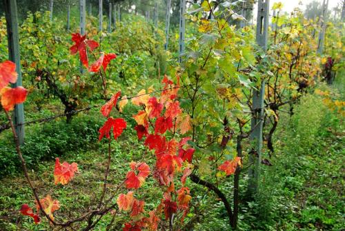 a bunch of red flowers on a bush in a garden at Agriturismo Cervano in Toscolano Maderno