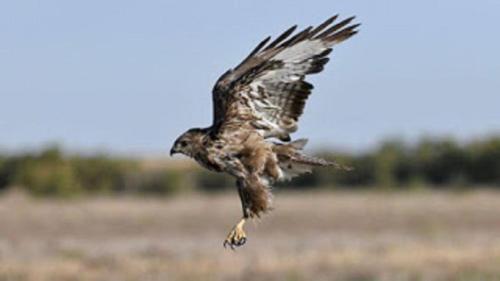 a bird flying through the air in a field at Viña Concepción in Andújar