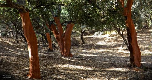 a row of trees in a wooded area at Viña Concepción in Andújar