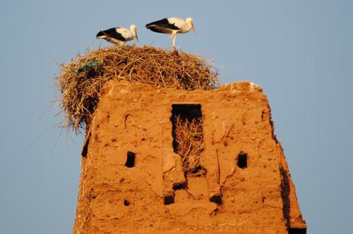 アパートメントの敷地内または近くにいる動物