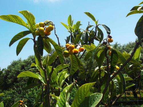 a bunch of oranges growing on a tree at Villa das Oliveiras in Sintra