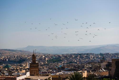 a flock of birds flying over a city at Dar anne in Fez