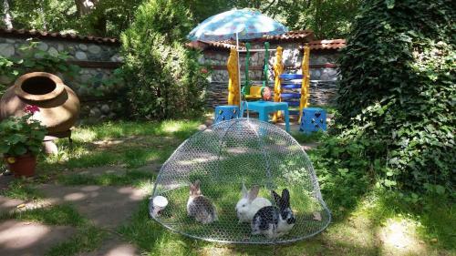 trois lapins dans une cage dans une cour dans l'établissement Семеен Хотел Хайдутите, à Sandanski