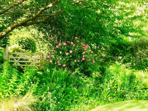 a bush with pink flowers in a garden at Octon Cottages Luxury 1 and 2 Bedroom cottages 1 mile from Taunton centre in Taunton
