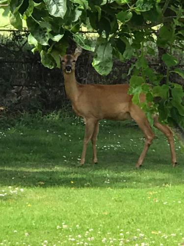 a deer standing in the grass under a tree at Octon Cottages Luxury 1 and 2 Bedroom cottages 1 mile from Taunton centre in Taunton
