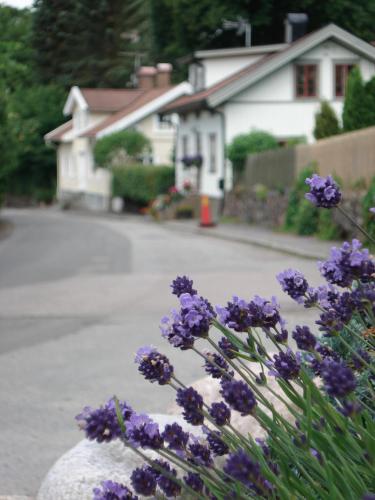 a bunch of purple flowers in front of a house at Nordiska Folkhögskolan Bed and Breakfast in Kungälv
