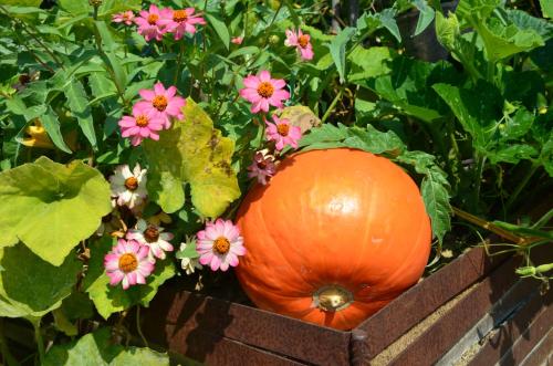 an orange pumpkin sitting next to some pink flowers at Albergo l'Ostelliere - Villa Sparina Resort in Gavi