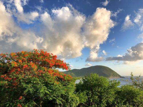 a tree with red flowers in front of a body of water at Duplex 4 personnes Chambre vue mer Résidence O Coeur de Deshaies in Deshaies
