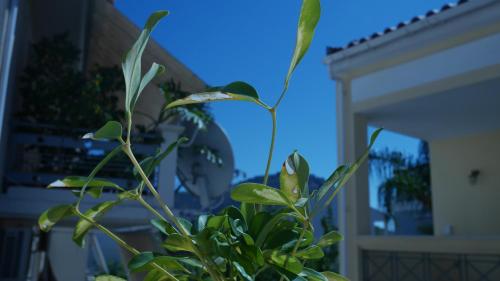 a green plant in front of a house at Villa with the view of Palamidi and Bourtzi in Nafplio