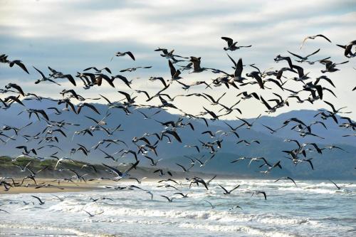 a flock of birds flying over the ocean at Cabañas Ecobiosfera in Catemaco