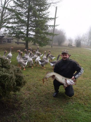 a man holding a fish in front of a group of ducks at Upmaļi in Tērvete