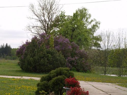 a large bush with purple flowers in a park at Upmaļi in Tērvete