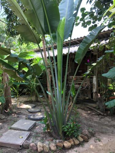 a palm tree in front of a house at Freedom home in Ko Chang