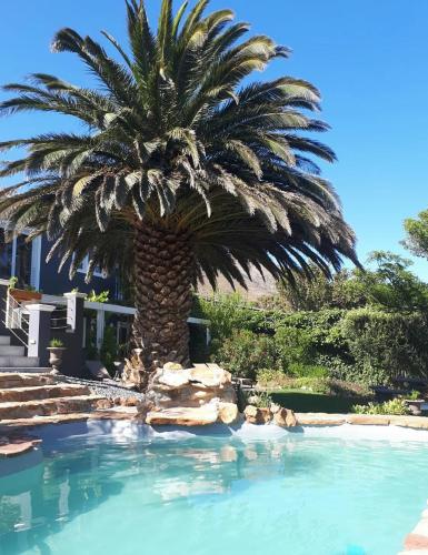 a palm tree sitting next to a swimming pool at Bloemenzee Boutique B&B in Gordonʼs Bay