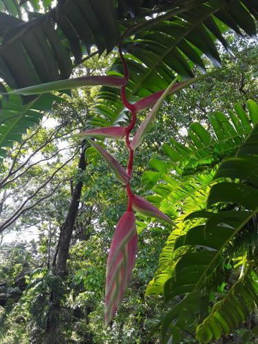 a pink flower hanging from a banana tree at El Toucan Loco Floating Lodges in Tierra Oscura