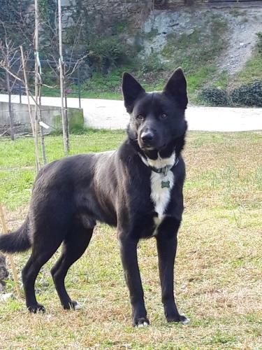 a black and white dog standing in the grass at B&B Ai Tre Archi in Spotorno