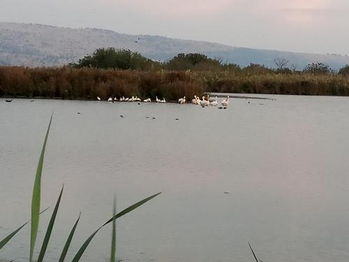 a group of birds sitting on a boat in the water at מטיילים בגליל העליון in Qiryat Shemona