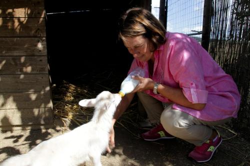 Altri animali domestici presso l'agriturismo o nei dintorni