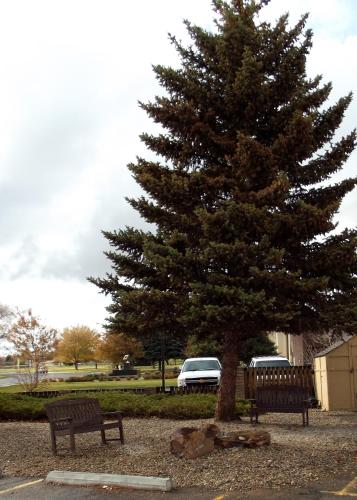 a tree and two benches next to a pine tree at Travelodge by Wyndham Elko NV in Elko