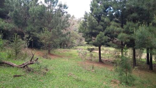 a field with trees and green grass and trees at CHALÉ ESTÂNCIA OURO VERDE in Lages