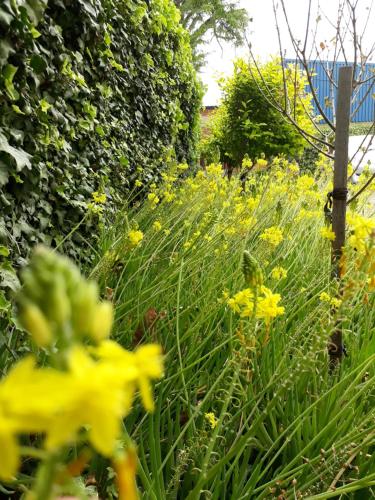 a garden with yellow flowers in front of a hedge at The Lighthouse Guesthouse in Colesberg