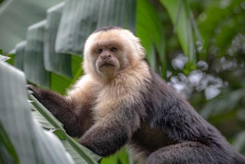 a monkey sitting on top of a bench at Jaguarundi Jungle Lodge - Monteverde in Monteverde Costa Rica