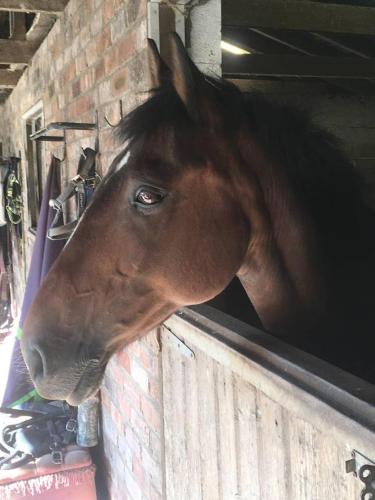 a brown horse sticking its head over a fence at The Loft in Congleton