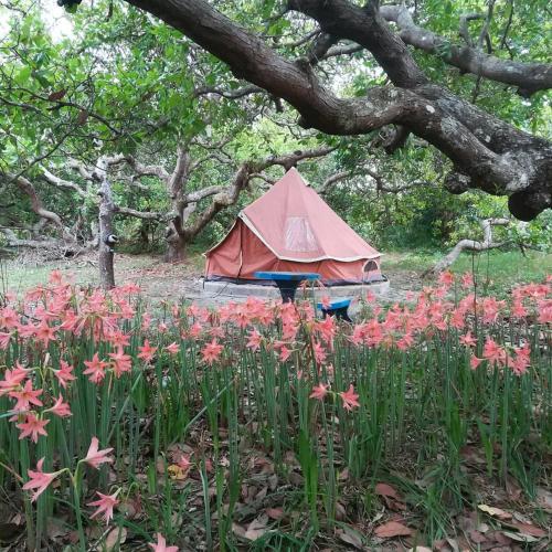 a tent in the middle of a field of flowers at Cashew Nut Bungalow, Ko Mook in Koh Mook