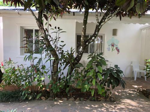 a tree in front of a white house with plants at Beach Hotel Casa Nina in Las Terrenas