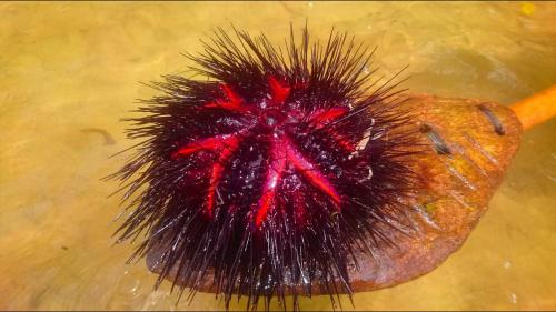 a black and red ball on a stick in water at Mida Creek Nature Camp in Watamu