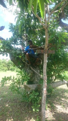 a man is sitting in a tree at Mida Creek Nature Camp in Watamu