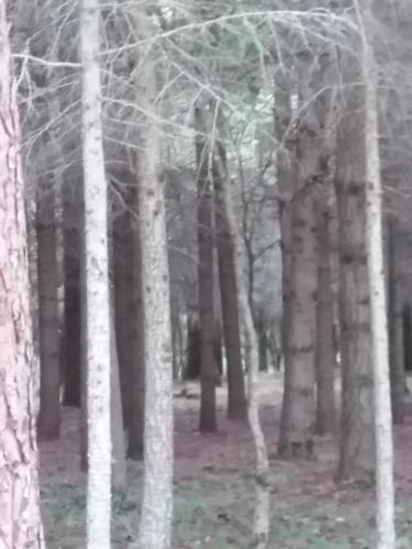 a forest of trees with white trunks at Casa Vacanze del Pollino in Fardella