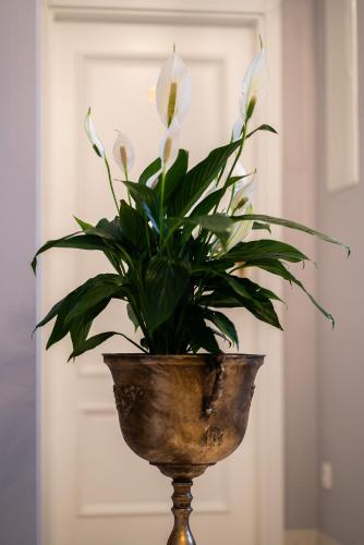 a plant in a vase sitting on a table at Willa Krakowska in Raszyn