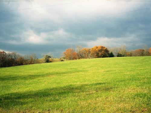 a field of green grass with trees in the background at Heartstone Country Retreat in Buena Vista