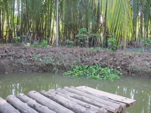 a group of logs in the water in a forest at Homestay Xóm Dừa Nước in Ben Tre