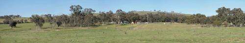 a field with trees and a hill in the background at Glenview Alpaca Farm in Yass