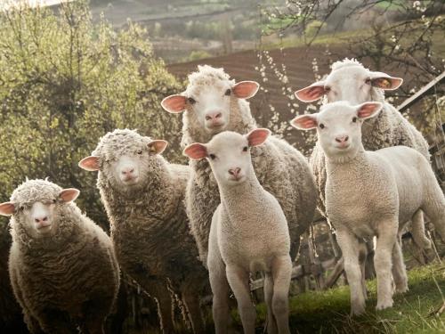 una manada de ovejas de pie en un campo en Le Mouton à 5 Pattes Aubagne-Cassis-Aix en Provence en Aubagne