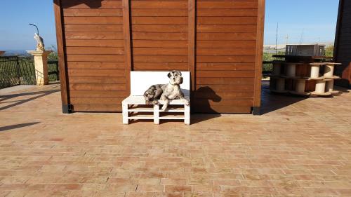 a small dog sitting on a wooden platform at Agriturismo Duca di San Martino in Partanna