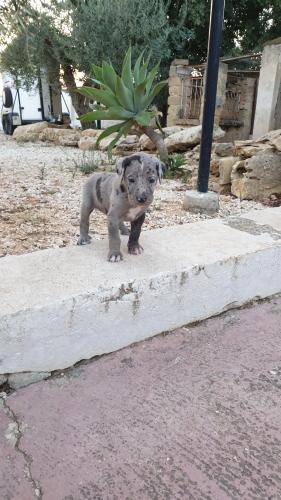 a small dog standing on a concrete step at Agriturismo Duca di San Martino in Partanna
