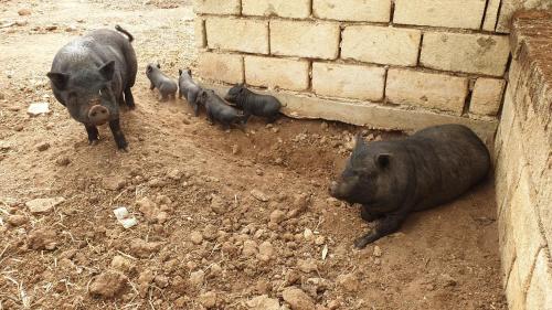 a group of pigs in the dirt next to a wall at Agriturismo Duca di San Martino in Partanna