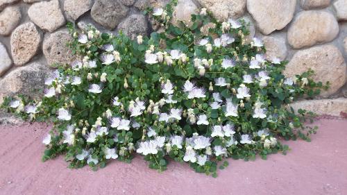 a bunch of white flowers on a rock wall at Agriturismo Duca di San Martino in Partanna