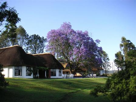una casa con techo de paja y un árbol con flores púrpuras en Antbear Eco Lodge Drakensberg, en Emhubeni