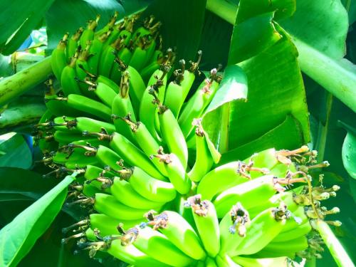 a bunch of green bananas hanging from a tree at Azores Casa Hawaii in Nordeste