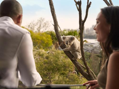 a woman looking at a koala sitting on a tree at Wildlife Retreat at Taronga in Sydney